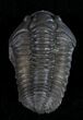 Prone Flexicalymene Trilobite From Ohio #10873-1